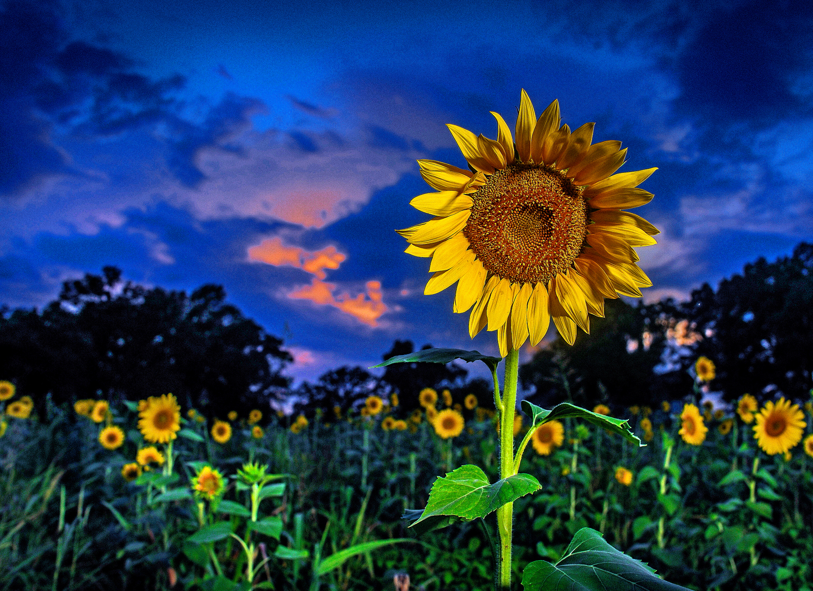 sunflowerfield0003.jpg